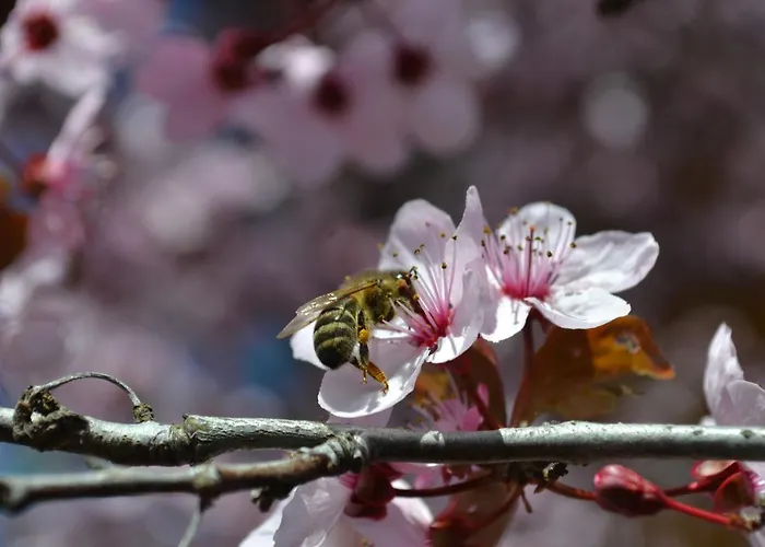 酒店 罗莎之家酒店 甘利特茨